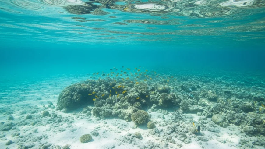 5 Things First-Time Snorkelers Should Know Before Visiting Isla Mujeres