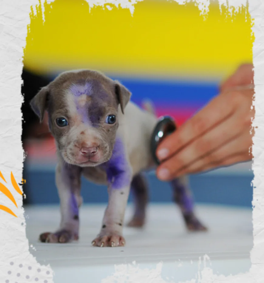 How Your Animal Donation Fuels Daily Meals and Critical Animal Welfare in India