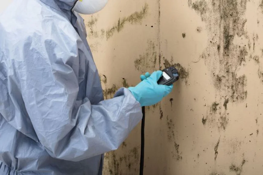 Mold Testing Nassau County NY for Healthier Homes