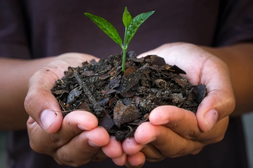 India Biochar Market Trends, Opportunities, and Growth Forecast 2025–2033