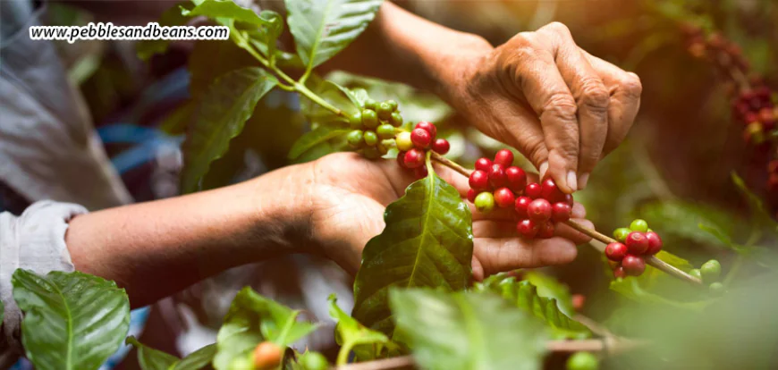 Sakleshpur For Curious Young Minds - A Learning Experience