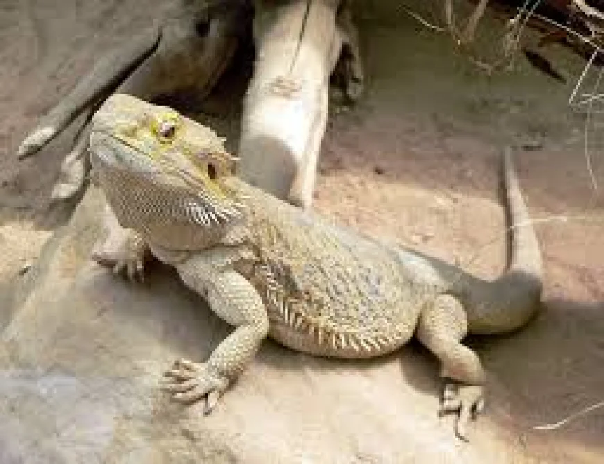 Understanding Bearded Dragons as Popular Reptile Pets