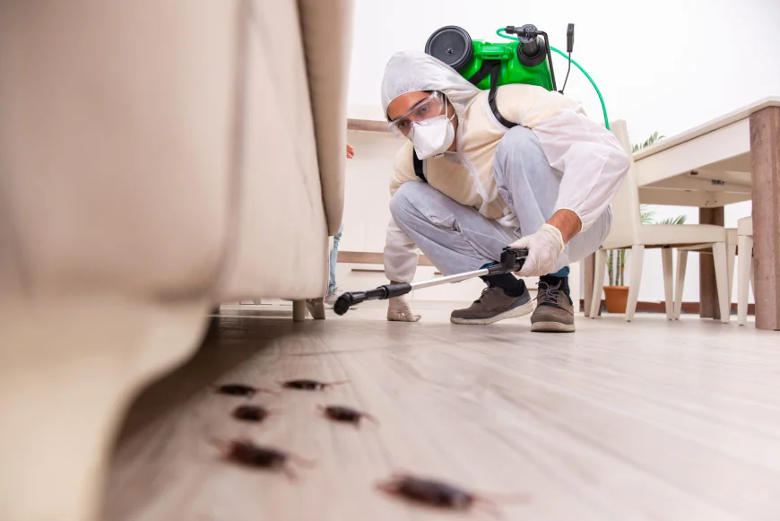 How Pest Control Services Reduce Health Risks Caused by Pests