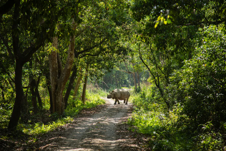 Why Chitwan Safari Is One of Nepal’s Most Exciting Travel Experiences