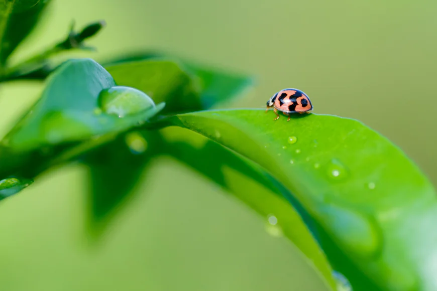 Why Pest Control Services in Houston Matter for Homes and Businesses?