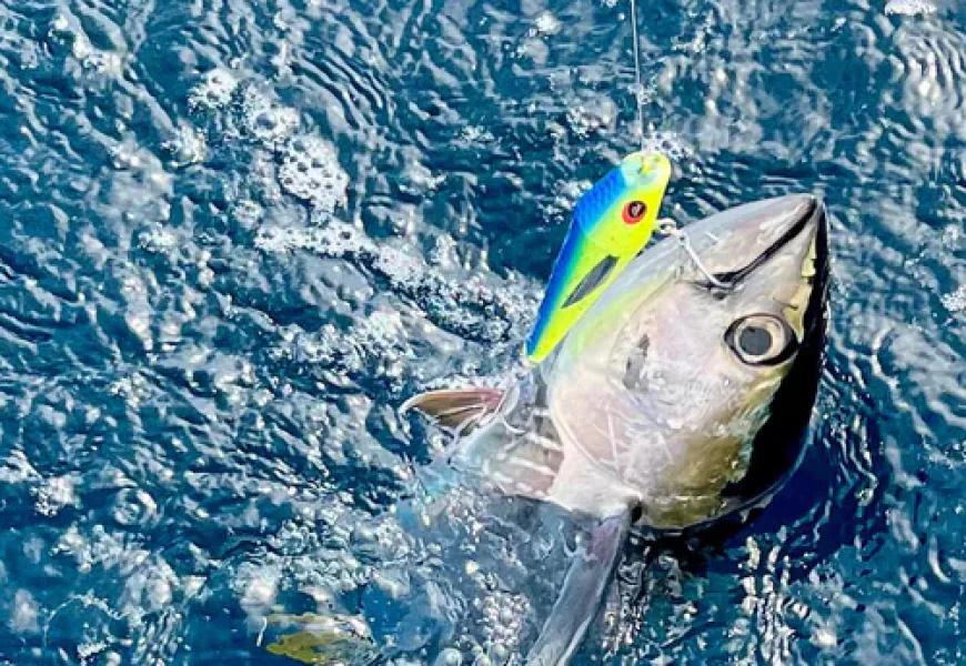 What makes Mahi lures a favorite for offshore anglers today