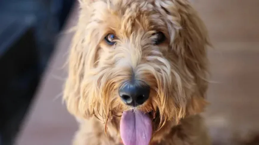 Looking for Bernedoodles in Bakersfield? Meet Them