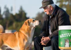 NativeGut Review 2026: Boost Your Dog's Defense with a Healthy Gut