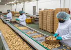 Detailed Project Report on Cashew Processing Plant 2026: Setup Unit, Equipment, and Financial Insights