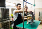 Why Mobile Pet Grooming in Dubai Is Better for Busy Owners
