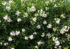 Pruning a White Oleander Tree: Tips for Shape and Blooms
