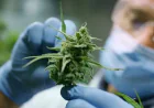 Benefits of Consulting Licensed Medical Marijuana Doctors