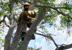 Reliable Tree Trimming in Brooksville FL for Healthy Yards