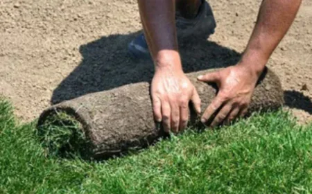 How Do SOD Repair Services in Phoenix Improve Lawn Longevity?
