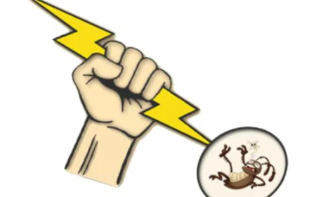 Exterminator Near Me in Buffalo