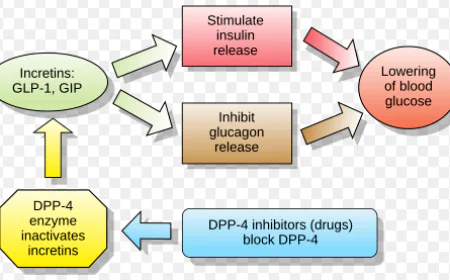 Qu’est-ce que le GLP-1 ? Tout ce que vous devez savoir