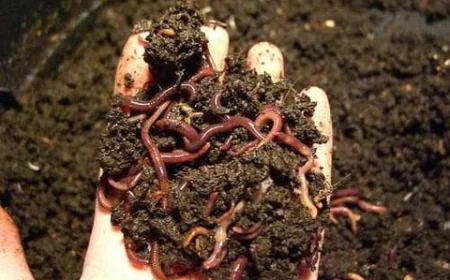 Setting up a Vermicompost Manufacturing Plant: Project Report, Requirements and Setup Cost