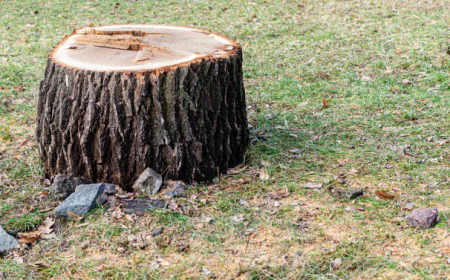 How Long Does It Take to Grind a Tree Stump? A Guide for Elkhart Homeowners