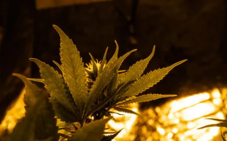 Sunset Pipeline Dispensary: A Reliable Cannabis Choice for San Francisco’s West Side