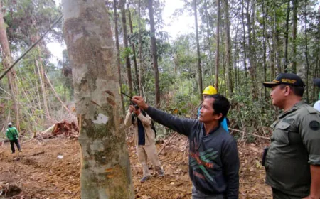 VT Forestry: Sustainable Forest Management Practices in Vermont