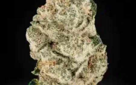 Cultivating Excellence with Premium THCa Seeds for Your Garden