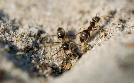 Trusted Ant Exterminator Las Vegas | Enviro Guard Experts