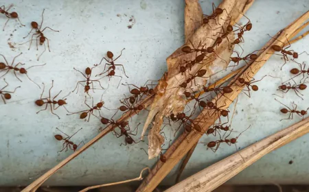 What Are the Most Effective Methods for Abbotsford Ant Control?