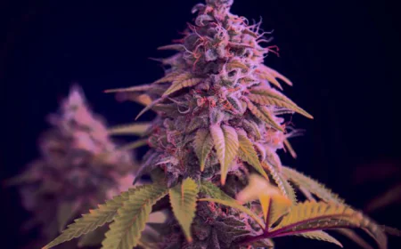 Discover Premium Vaping Products & Expert Service in Cambridge