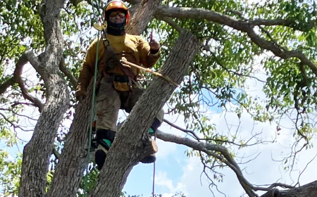 Reliable Tree Trimming in Brooksville FL for Healthy Yards