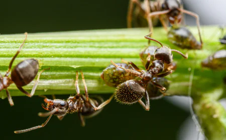 Sustainable Pest Management for Modern Homes and Businesses