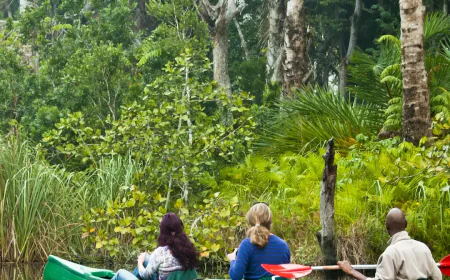 Birdwatching in Manu National Park: A Paradise for Ornithologists