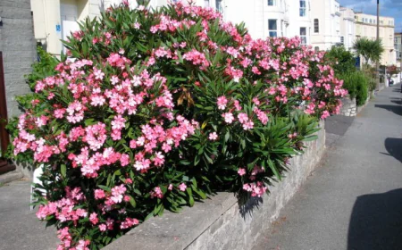 Oleander Bush Growth And Care Tips For Beautiful, Long-Lasting Hedge