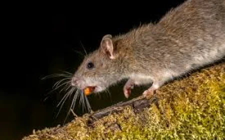 Say Goodbye to Pests Without Breaking the Bank – Affordable Pest Control by Pest Frog!