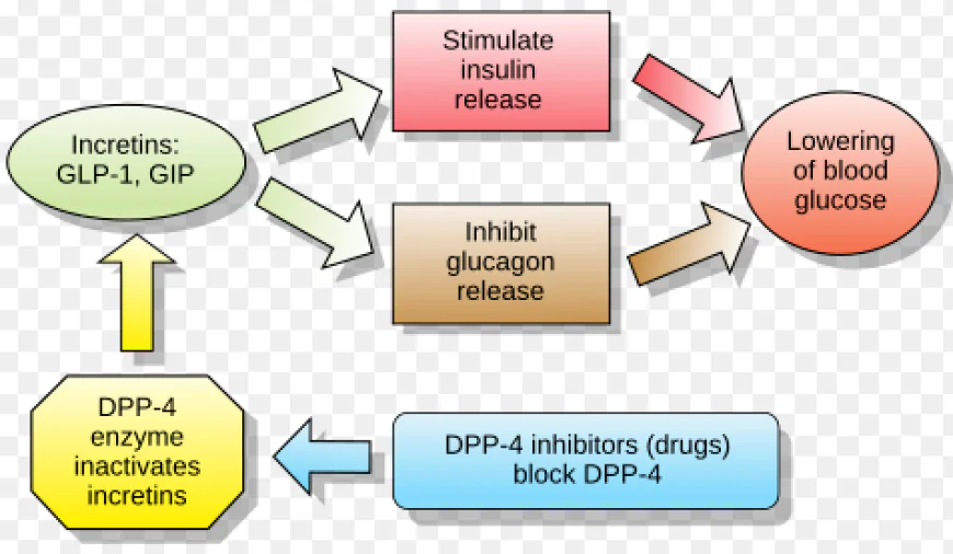 Qu’est-ce que le GLP-1 ? Tout ce que vous devez savoir
