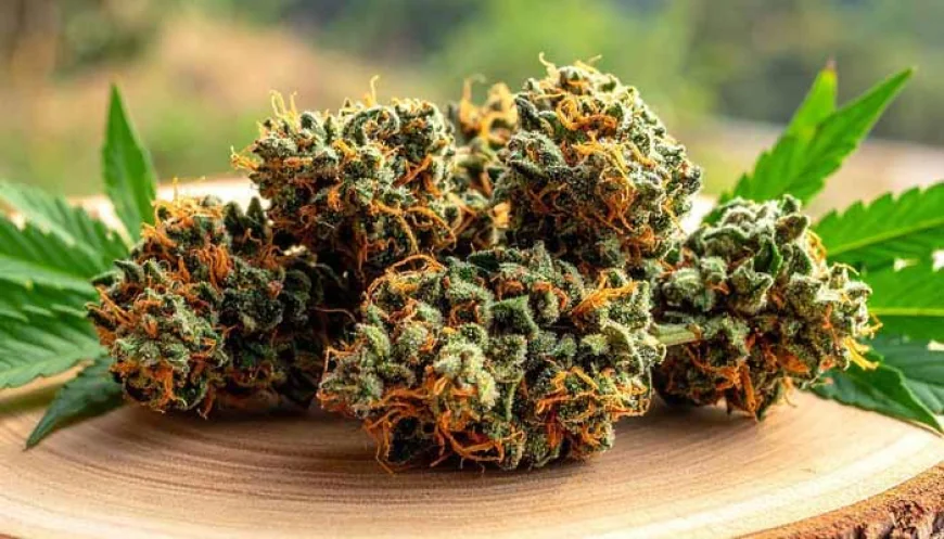 The Herb: Your Trusted Source for Bulk Weed Orders