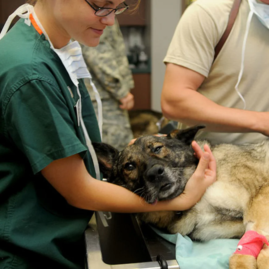 Understanding the Benefits of Home Euthanasia Service Options