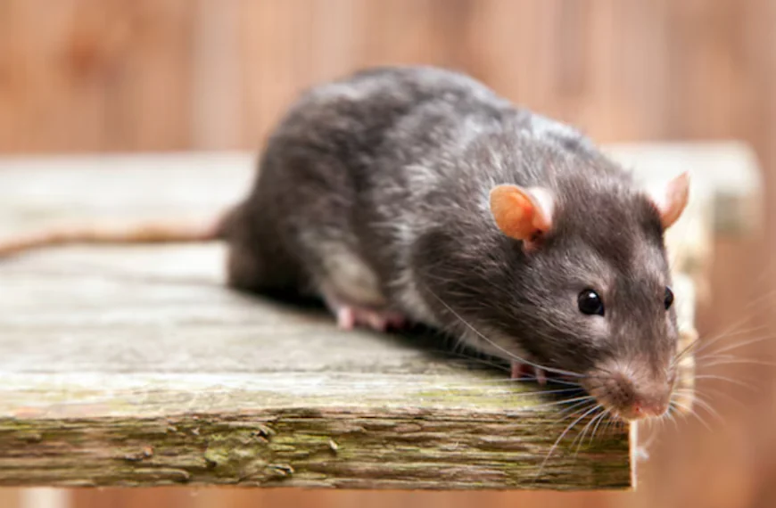 Rat Removal Houston Solutions With Rodent Proof Insulation Benefits Explained