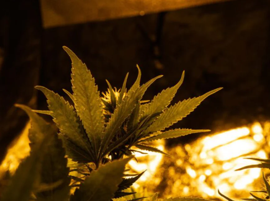 Sunset Pipeline Dispensary: A Reliable Cannabis Choice for San Francisco’s West Side