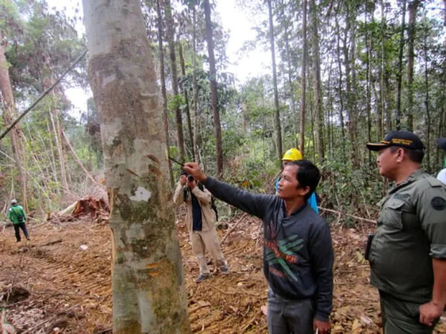 VT Forestry: Sustainable Forest Management Practices in Vermont