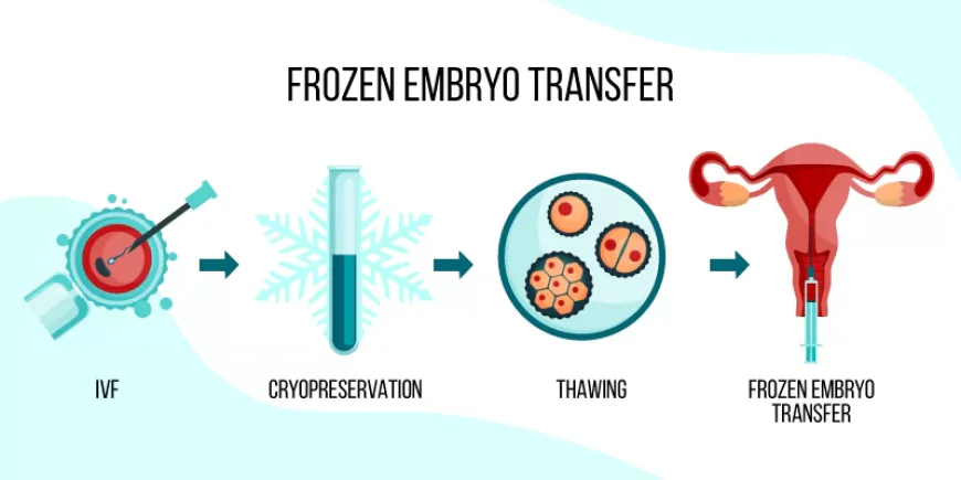 What Is Frozen Embryo Transfer Treatment?