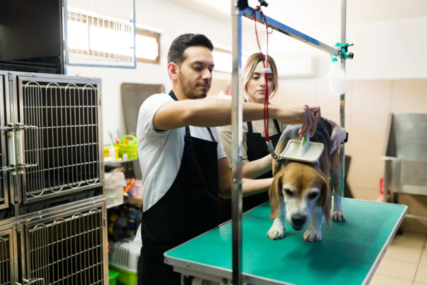 Why Mobile Pet Grooming in Dubai Is Better for Busy Owners