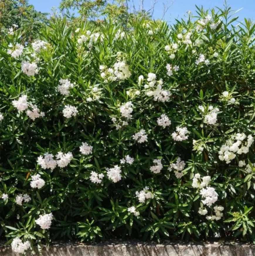 Pruning a White Oleander Tree: Tips for Shape and Blooms