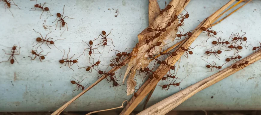 What Are the Most Effective Methods for Abbotsford Ant Control?