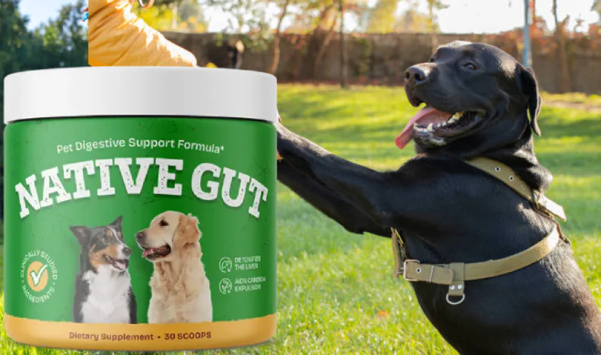 NativeGut Benefits: Real Results for Dog Digestive and Immune Health