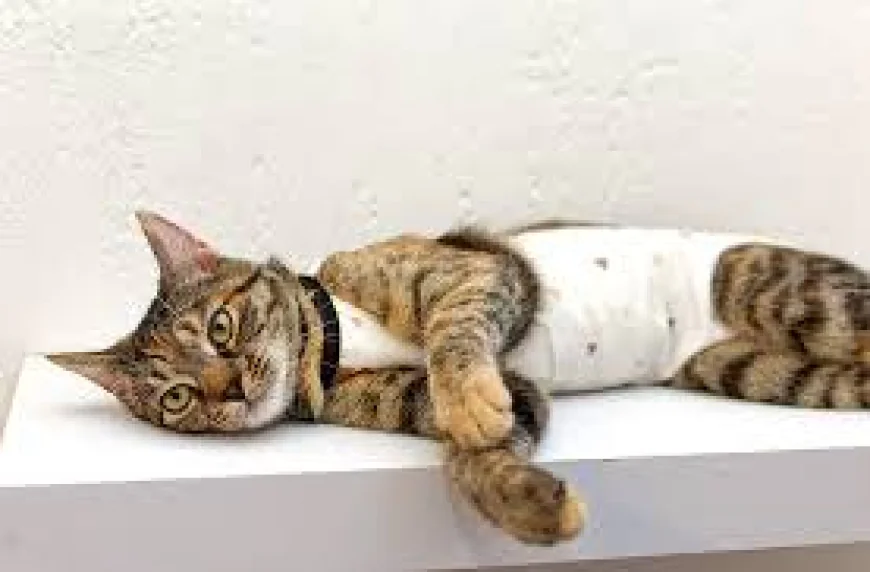 Cat Spay Recovery Tips for a Smooth Healing