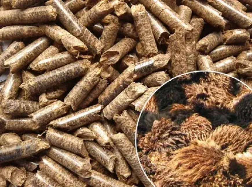 Biomass Pellet Use: A Sustainable Fuel Solution for Modern Industries