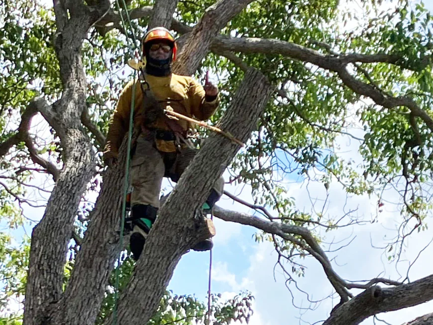 Reliable Tree Trimming in Brooksville FL for Healthy Yards