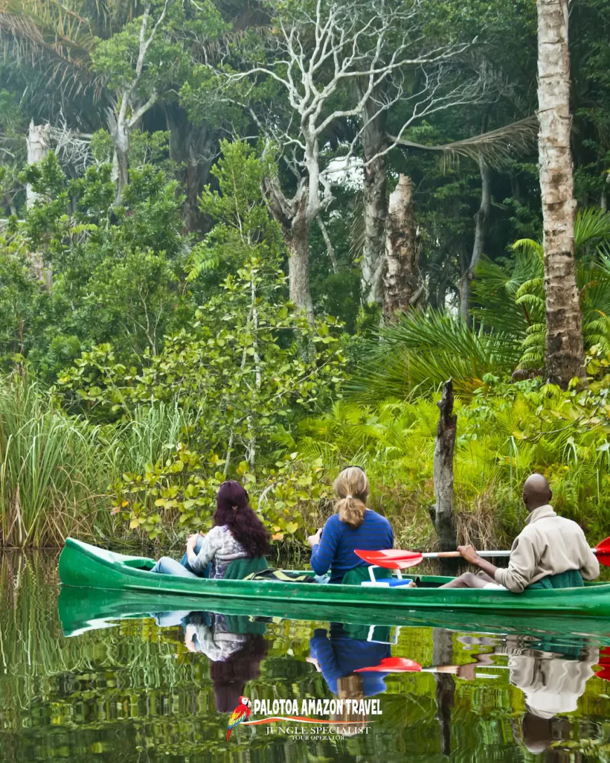 Birdwatching in Manu National Park: A Paradise for Ornithologists