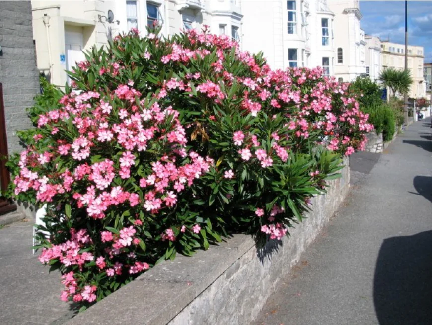 Oleander Bush Growth And Care Tips For Beautiful, Long-Lasting Hedge