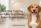 10 Best Dog Training Tips Every Dog Owner in Dubai Should Know